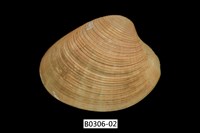 藏品(女神長文蛤(棕肋長文蛤))的圖片